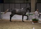 TRONU_Mascia_FieraCavalli2014_SS7_2917.jpg : Fiera Cavalli 2014, TRONU, foto Stefano Secchi ©, mascia Agostino