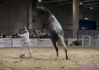 TRONU_Mascia_FieraCavalli2014_SS7_2921.jpg : Fiera Cavalli 2014, TRONU, foto Stefano Secchi ©, mascia Agostino