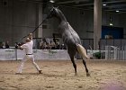 TRONU_Mascia_FieraCavalli2014_SS7_2922.jpg : Fiera Cavalli 2014, TRONU, foto Stefano Secchi ©, mascia Agostino
