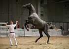 TRONU_Mascia_FieraCavalli2014_SS7_2924.jpg : Fiera Cavalli 2014, TRONU, foto Stefano Secchi ©, mascia Agostino