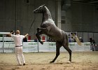 TRONU_Mascia_FieraCavalli2014_SS7_2925.jpg : Fiera Cavalli 2014, TRONU, foto Stefano Secchi ©, mascia Agostino