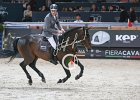 Beerbaum_Chaman_Verona2014_SS7_5299.jpg : Beerbaum Ludger, Chaman, FIERA CAVALLI 2014, foto di Stefano Secchi @