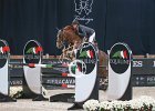 Staut_Reveur_Verona2014_SS7_4457.jpg : FIERA CAVALLI 2014, REVEUR DE HURTEBISE, Staut Kevin, foto di Stefano Secchi ©