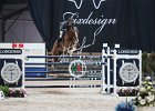 Staut_Reveur_Verona2014_SS7_7772.jpg : FIERA CAVALLI 2014, REVEUR DE HURTEBISE, Staut Kevin, foto di Stefano Secchi ©
