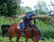 BICOCCHI Nonostante GioCav2013 S5 2815 : BICOCCHI Emilio, Campionati Italiani Giovani Cavalli, Cattolica, Nonostante del Terriccio, ph Stefano Secchi ©