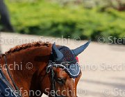 CHIAUDANI Sly GioCav2013 S5 4667 : CHIAUDANI Natale, Horses, Sly della Magnifica, ph Stefano Secchi ©