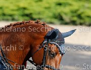 CHIAUDANI Sly GioCav2013 S5 4678 : CHIAUDANI Natale, Horses, Sly della Magnifica, ph Stefano Secchi ©