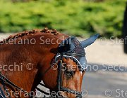 CHIAUDANI Sly GioCav2013 S5 4679 : CHIAUDANI Natale, Horses, Sly della Magnifica, ph Stefano Secchi ©