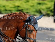 CHIAUDANI Sly GioCav2013 S5 4680 : CHIAUDANI Natale, Horses, Sly della Magnifica, ph Stefano Secchi ©