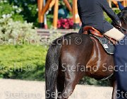 CHIAUDANI Sly GioCav2013 S5 4690 : CHIAUDANI Natale, Horses, Sly della Magnifica, ph Stefano Secchi ©