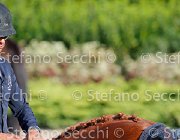 CHIAUDANI Sly GioCav2013 S5 4691 : CHIAUDANI Natale, Horses, Sly della Magnifica, ph Stefano Secchi ©