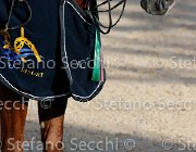 CHIAUDANI Sly GioCav2013 S5 4693 : CHIAUDANI Natale, Horses, Sly della Magnifica, ph Stefano Secchi ©