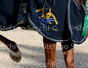 CHIAUDANI Sly GioCav2013 S5 4695 : CHIAUDANI Natale, Horses, Sly della Magnifica, ph Stefano Secchi ©