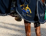 CHIAUDANI Sly GioCav2013 S5 4696 : CHIAUDANI Natale, Horses, Sly della Magnifica, ph Stefano Secchi ©