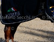 CHIAUDANI Sly GioCav2013 S5 4698 : CHIAUDANI Natale, Horses, Sly della Magnifica, ph Stefano Secchi ©