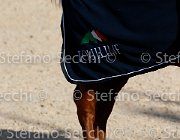 CHIAUDANI Sly GioCav2013 S5 4699 : CHIAUDANI Natale, Horses, Sly della Magnifica, ph Stefano Secchi ©