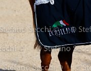 CHIAUDANI Sly GioCav2013 S5 4701 : CHIAUDANI Natale, Horses, Sly della Magnifica, ph Stefano Secchi ©