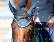 CHIAUDANI Sly GioCav2013 S5 4708 : CHIAUDANI Natale, Horses, Sly della Magnifica, ph Stefano Secchi ©
