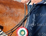 CHIAUDANI Sly GioCav2013 S5 4709 : CHIAUDANI Natale, Horses, Sly della Magnifica, ph Stefano Secchi ©