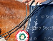 CHIAUDANI Sly GioCav2013 S5 4710 : CHIAUDANI Natale, Horses, Sly della Magnifica, ph Stefano Secchi ©