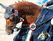 CHIAUDANI Sly GioCav2013 S5 4712 : CHIAUDANI Natale, Horses, Sly della Magnifica, ph Stefano Secchi ©