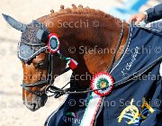 CHIAUDANI Sly GioCav2013 S5 4713 : CHIAUDANI Natale, Horses, Sly della Magnifica, ph Stefano Secchi ©