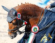 CHIAUDANI Sly GioCav2013 S5 4714 : CHIAUDANI Natale, Horses, Sly della Magnifica, ph Stefano Secchi ©