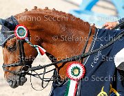 CHIAUDANI Sly GioCav2013 S5 4715 : CHIAUDANI Natale, Horses, Sly della Magnifica, ph Stefano Secchi ©