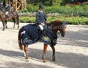 CHIAUDANI Sly GioCav2013 S6 7885 : CHIAUDANI Natale, Horses, Sly della Magnifica, ph Stefano Secchi ©