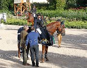 CHIAUDANI Sly GioCav2013 S6 7888 : CHIAUDANI Natale, Horses, Sly della Magnifica, ph Stefano Secchi ©