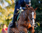 Sanfelice Indiana GioCav2013 S5 3556 : Campionati Italiani Giovani Cavalli, Cattolica, Indiana del Terriccio, Sanfelice Antonio, ph Stefano Secchi ©