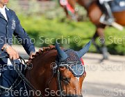 CHIAUDANI Sly GioCav2013 S5 4670 : CHIAUDANI Natale, Horses, Sly della Magnifica, ph Stefano Secchi ©