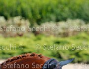 CHIAUDANI Sly GioCav2013 S5 4692 : CHIAUDANI Natale, Horses, Sly della Magnifica, ph Stefano Secchi ©