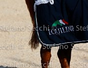 CHIAUDANI Sly GioCav2013 S5 4702 : CHIAUDANI Natale, Horses, Sly della Magnifica, ph Stefano Secchi ©