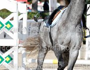 Fabiani Ulander GioCav2013 S6 7408 : Campionati Italiani Giovani Cavalli, Cattolica, Fabiani Valentina, Ulander, ph Stefano Secchi ©