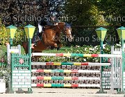 FRANA Pakitas GioCav2013 S6 7521 : Campionati Italiani Giovani Cavalli, Cattolica, FRANA Enrico Maria, Pakitas, ph Stefano Secchi ©