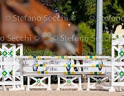 Marchese Chidamina GioCav2013 S5 1468 : Campionati Italiani Giovani Cavalli, Cattolica, Chidamina, Marchese Carlalberto, ph Stefano Secchi ©