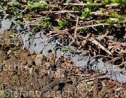  S5 1619 : Campionati Italiani Giovani Cavalli, Cattolica, ph Stefano Secchi ©