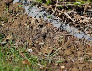  S5 1620 : Campionati Italiani Giovani Cavalli, Cattolica, ph Stefano Secchi ©