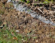  S5 1621 : Campionati Italiani Giovani Cavalli, Cattolica, ph Stefano Secchi ©