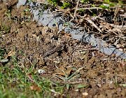  S5 1622 : Campionati Italiani Giovani Cavalli, Cattolica, ph Stefano Secchi ©