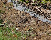  S5 1623 : Campionati Italiani Giovani Cavalli, Cattolica, ph Stefano Secchi ©