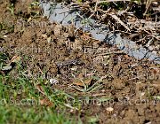  S5 1624 : Campionati Italiani Giovani Cavalli, Cattolica, ph Stefano Secchi ©