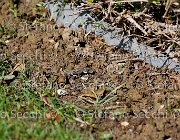  S5 1625 : Campionati Italiani Giovani Cavalli, Cattolica, ph Stefano Secchi ©