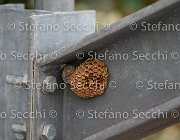  S5 3501 : Campionati Italiani Giovani Cavalli, Cattolica, ph Stefano Secchi ©