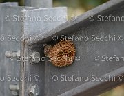  S5 3502 : Campionati Italiani Giovani Cavalli, Cattolica, ph Stefano Secchi ©