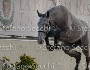 Cadoro TosTour2013- S4 6299 : Arezzo, Arezzo Equestrian Centre, Cadoro, Cavalli d'Italia, Toscana Tour 2013, foto di Stefano Secchi ©