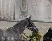 Cadoro TosTour2013- S4 6301 : Arezzo, Arezzo Equestrian Centre, Cadoro, Cavalli d'Italia, Toscana Tour 2013, foto di Stefano Secchi ©