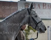Cadoro TosTour2013- S5 3033 : Arezzo, Arezzo Equestrian Centre, Cadoro, Cavalli d'Italia, Toscana Tour 2013, foto di Stefano Secchi ©