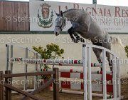 Cadoro TosTour2013- S5 3044 : Arezzo, Arezzo Equestrian Centre, Cadoro, Cavalli d'Italia, Toscana Tour 2013, foto di Stefano Secchi ©